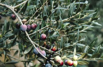 How to Grow and Care for Olive Trees in Kenya