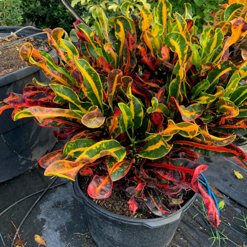 croton plant care