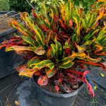 croton plant care