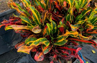 Croton: The Bold Leaf Plant That Brings Colour to Every Corner