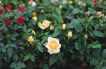 Why Potted Roses Are the Perfect Blend of Nature and Elegance