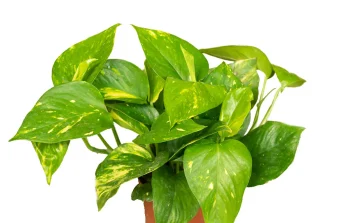 Money Plant:Indoor Wealth Symbol & Easy-Care Greenery
