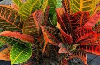 Croton Plant Kenya – Vibrant Indoor Foliage for Bold Decor