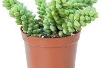 Donkey Tail:A Stunning Succulent for Indoor Plant Lovers