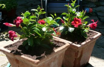 Dipladenia-A Guide to Growing This Vibrant Tropical Beauty