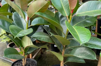 Rubber Plant : Bold Foliage & Easy Indoor Care