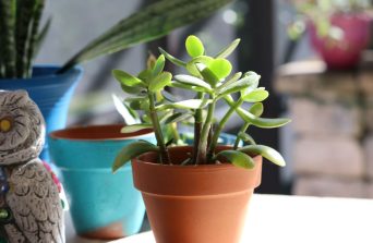Jade Plant : A Symbol of Wealth with Effortless Care