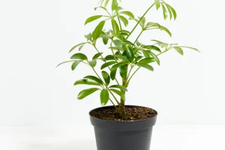 Umbrella Tree: Elegant Indoor Plant with Tropical Flair