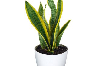 Snake Plant:Benefits, Care & Air Purification Power