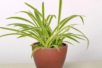 Spider Plant:Easy-Care Indoor Beauty & Air Purifier