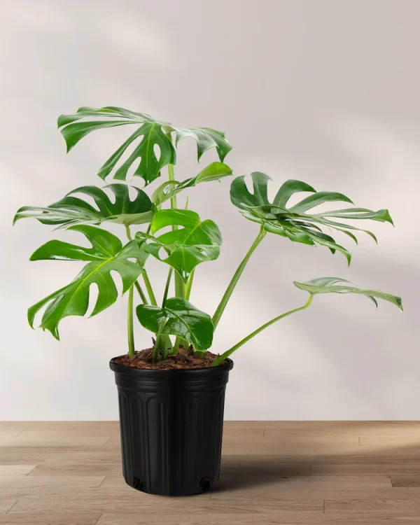 Monstera Deliciosa – The Iconic Swiss Cheese Plant - Image 4