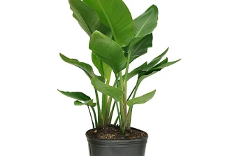 Learn how to grow and care for Bird of Paradise.