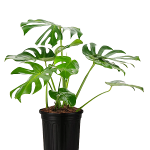 Monstera Deliciosa – The Iconic Swiss Cheese Plant