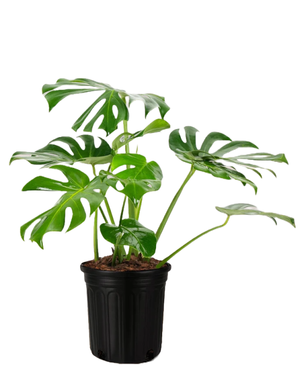 Monstera Deliciosa – The Iconic Swiss Cheese Plant