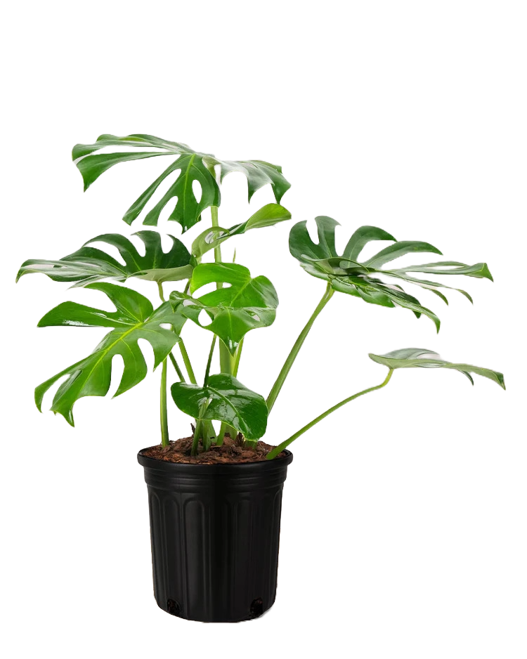 Monstera Deliciosa – The Iconic Swiss Cheese Plant