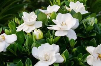 How to Grow and Care for Gardenia.