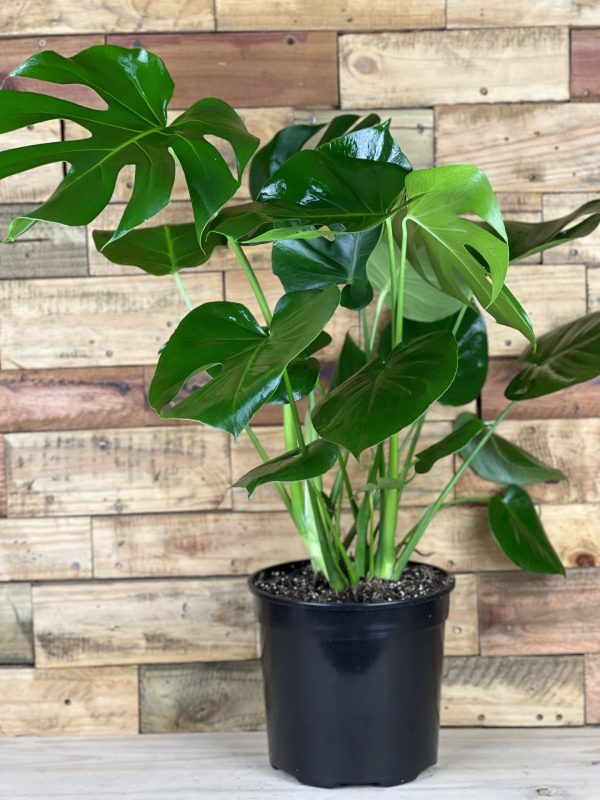 Monstera Deliciosa – The Iconic Swiss Cheese Plant - Image 3