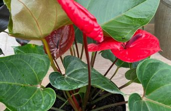 Anthurium Plant Care Tips for Stunning Blooms All Year