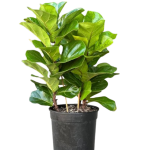 Fiddle_leaf
