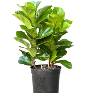 Fiddle_leaf