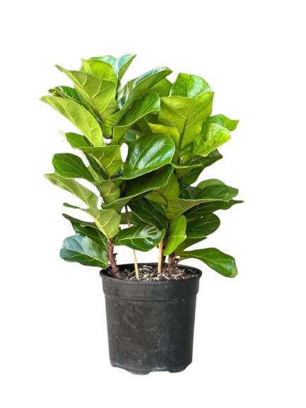 Fiddle_leaf