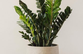 ZZ Plant:Benefits, Care & Growing Tips