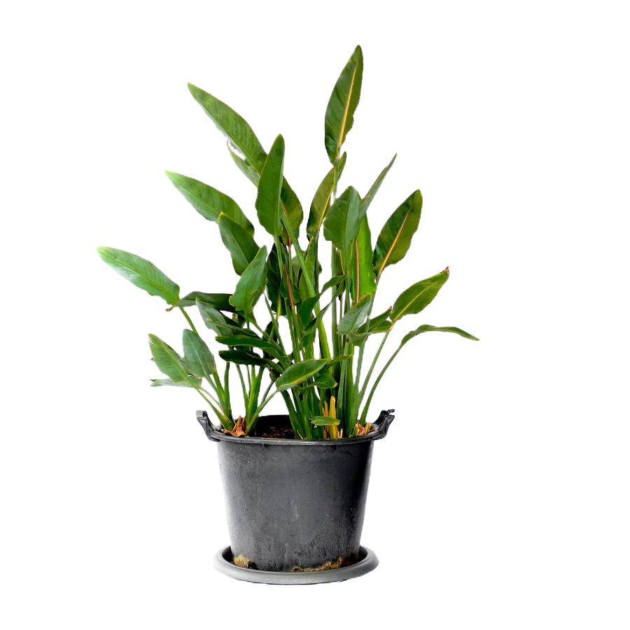 Birds of Paradise – Exotic Tropical plant