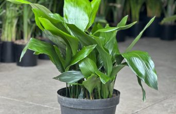 Cast Iron Plant:Benefits, Care & Growing Guide