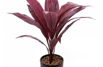 Cordyline:Colorful Foliage, Care & Growing Guide