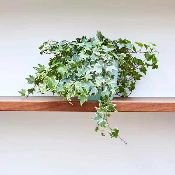 English Ivy – Elegant Climbing & Hanging Plant - Image 3