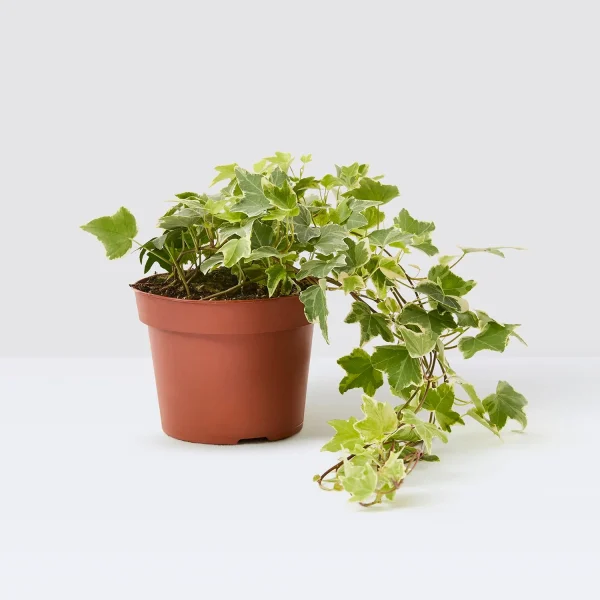 English Ivy – Elegant Climbing & Hanging Plant - Image 2
