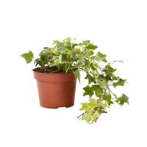 English Ivy – Elegant Climbing & Hanging Plant