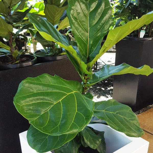 Fiddle Leaf Fig Plant – Stylish Indoor Statement Tree - Image 3