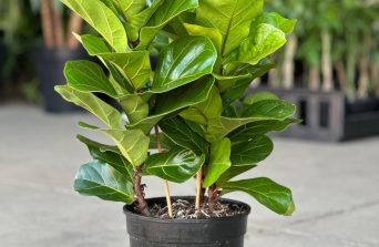 Fiddle Leaf Fig:Benefits, Care & Growing Guide