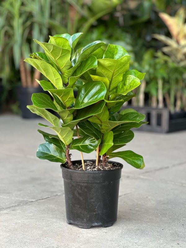 Fiddle Leaf Fig Plant – Stylish Indoor Statement Tree - Image 2