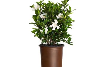 How to Grow and Care for Gardenia.