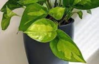 Pothos:Benefits, Care & Growing Tips