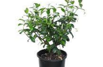 Star Jasmine:Benefits, Care & Growing Tips