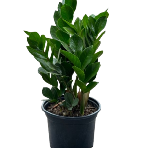 ZZ Plant – Low Maintenance Indoor Greenery