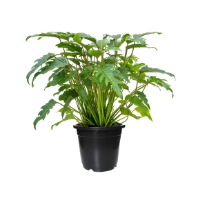 Philodendron Xanadu- Tropical Green Elegance for Indoors & outdoors