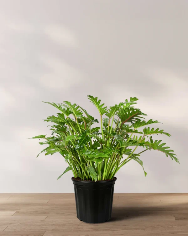 Philodendron Xanadu- Tropical Green Elegance for Indoors & outdoors - Image 2