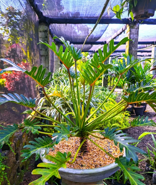 Philodendron Xanadu- Tropical Green Elegance for Indoors & outdoors - Image 3