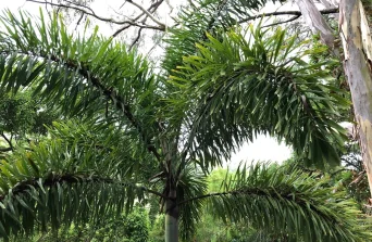 Foxtail Palm: A Lush,Low-Maintenance Palm for Landscapes