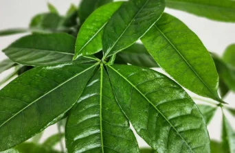 The Braided Money Tree (Pachira Aquatica): A Symbol of Prosperity and Natural Elegance
