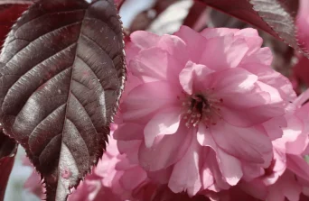 Cherry Blossom (Prunus serrulata): Japan’s Iconic Tree Now Thriving in Kenyan Gardens