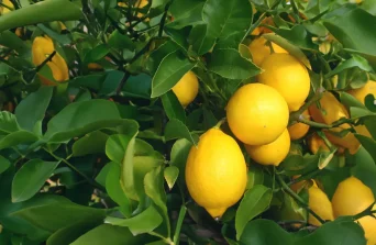 Meyer Lemon Tree (Citrus × meyeri): The Sweet Citrus Gem for Kenyan Homes