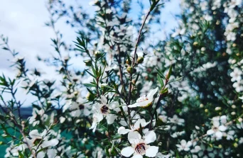 Manuka : Beauty, Healing & Natural Resilience