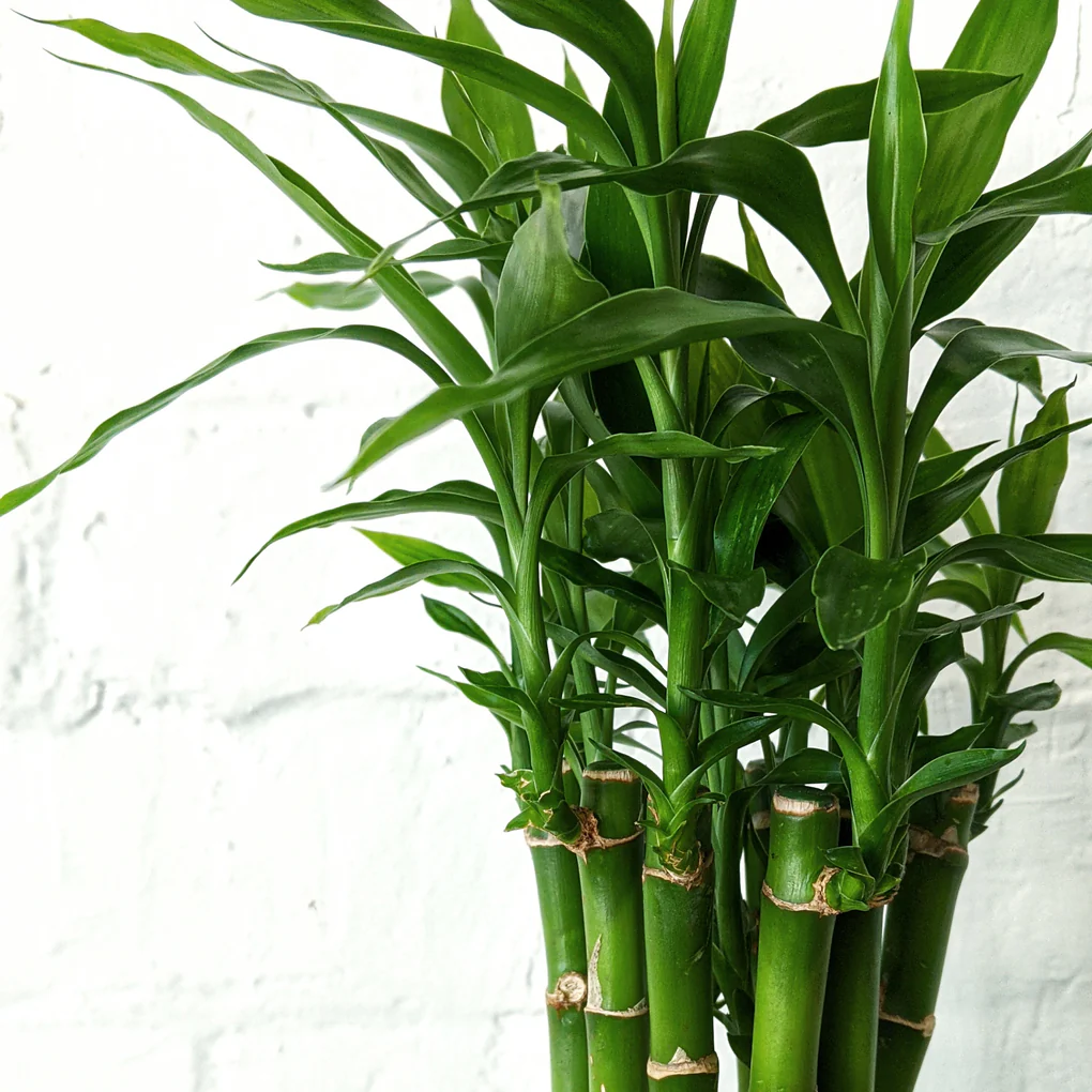 Lucky Bamboo : Meaning, Care & Indoor Plant Benefits - Buy Indoor & Outdoor  Plants in Kenya | Plantify.co.ke