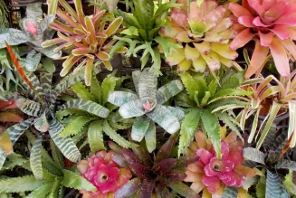 Bromeliads: Exotic Indoor Plants with Vibrant Foliage