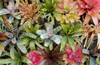 Bromeliads: Exotic Indoor Plants with Vibrant Foliage
